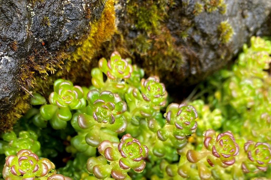 Stonecrop ground cover