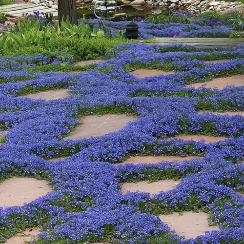Thymus serpyllum purple blooms