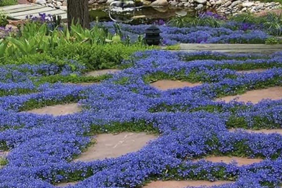 Thymus serpyllum purple blooms