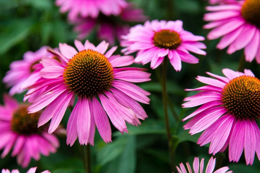 deadheading echinacea