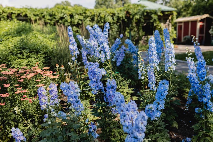 Delphinium flowers in garden