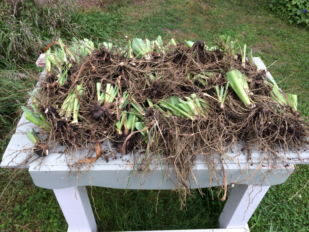 dividing irises