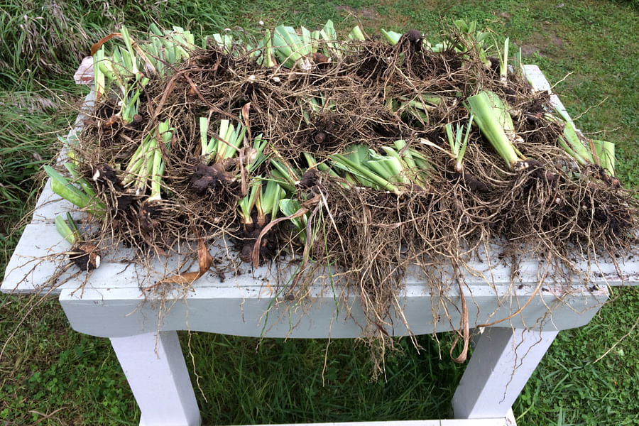 dividing irises