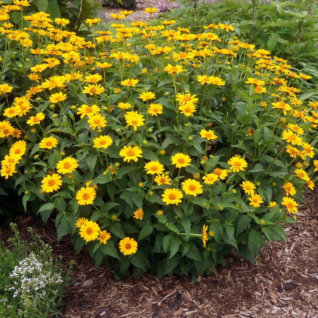False Sunflower Heliopsis