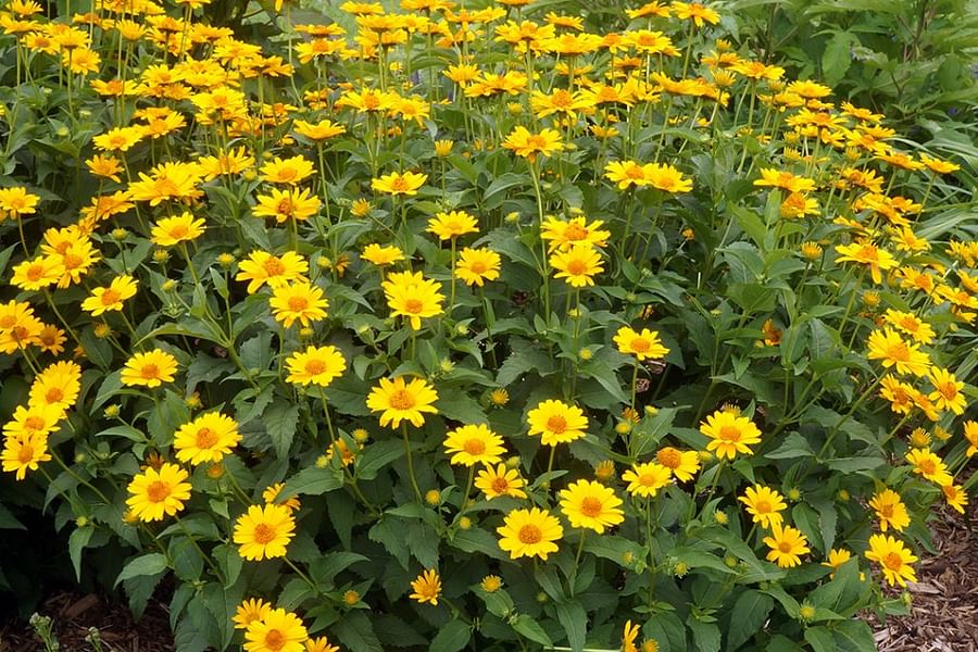 False Sunflower Heliopsis