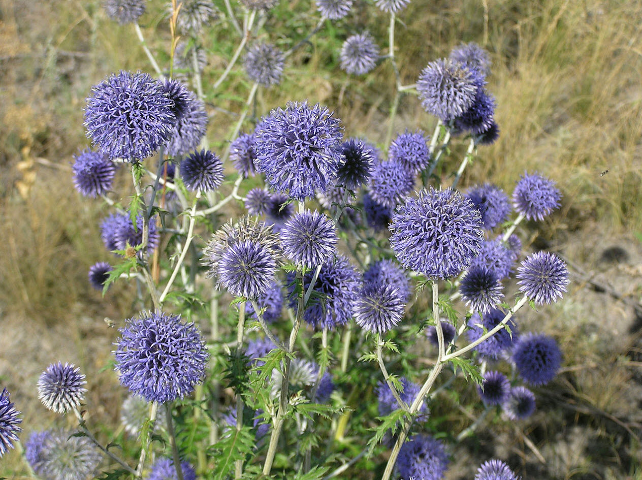 Globe Thistle Echinops bloom