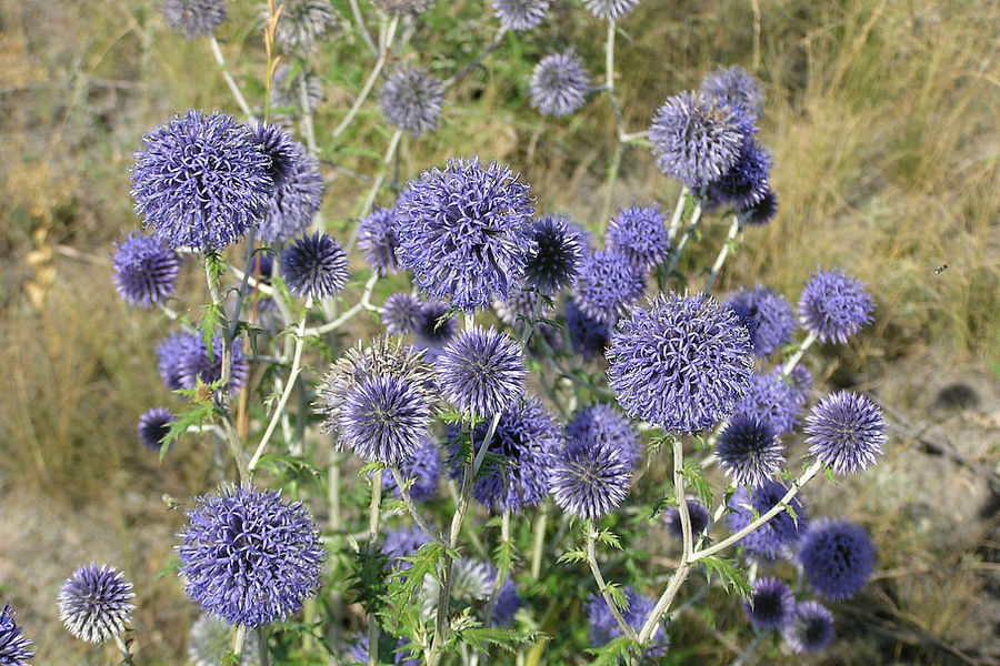 Globe Thistle Echinops bloom
