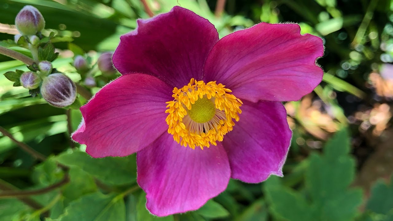 Japanese Anemone bloom