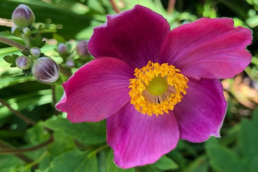 Japanese Anemone bloom