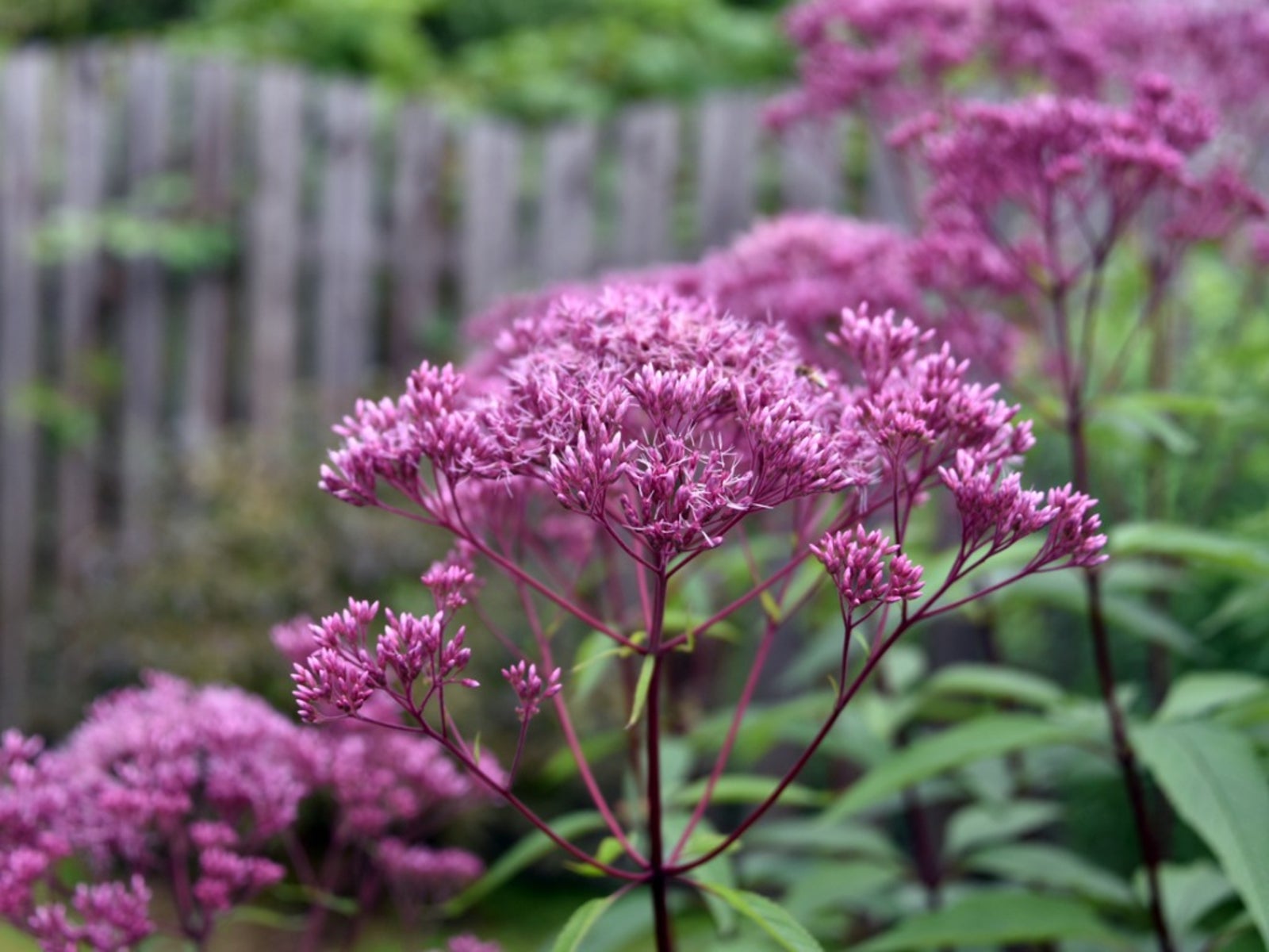 Joe-Pye Weed flowering