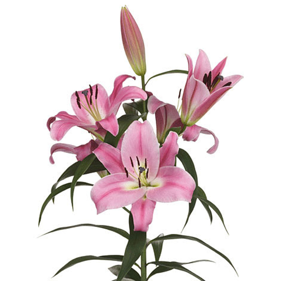 Oriental Lily flowers