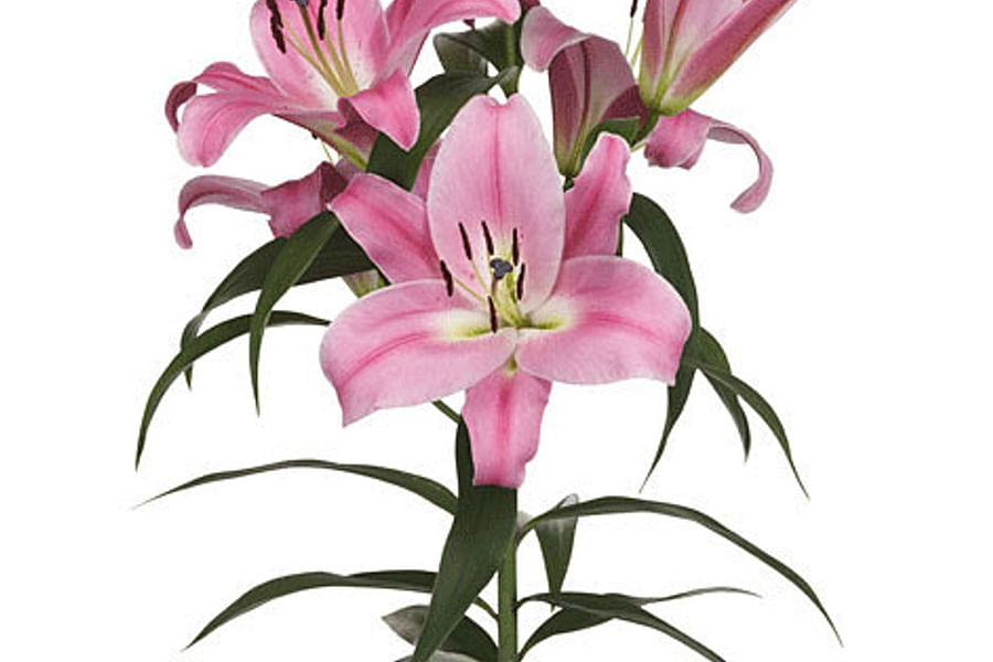 Oriental Lily flowers