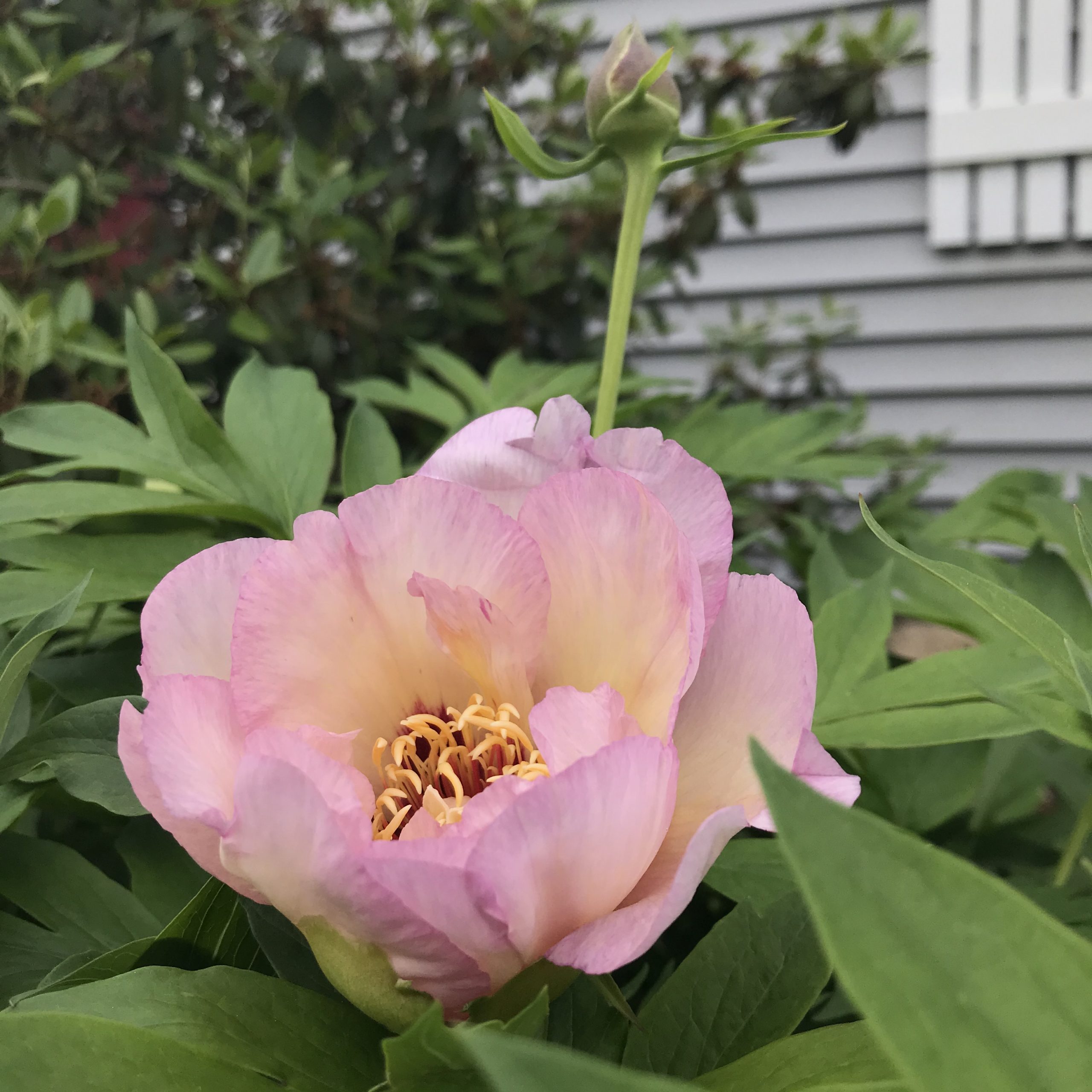 Peony Paeonia bloom