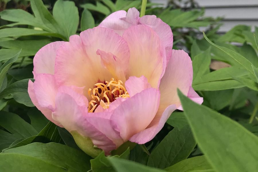 Peony Paeonia bloom