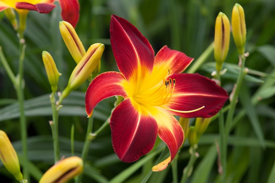 pruning daylilies