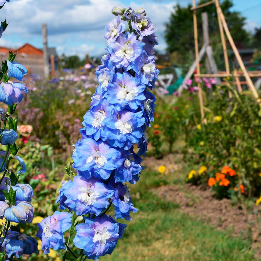 pruning delphiniums