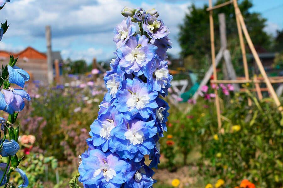 pruning delphiniums