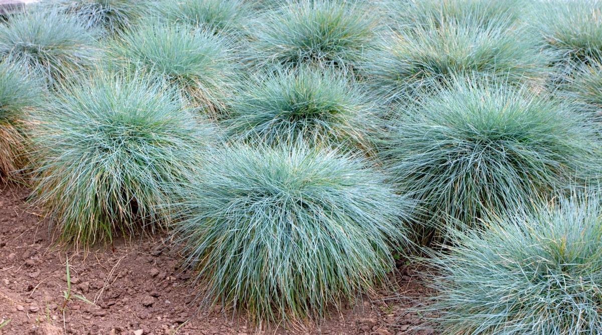 pruning ornamental grasses
