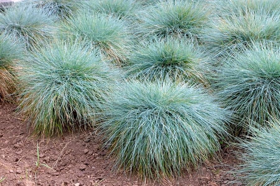 pruning ornamental grasses