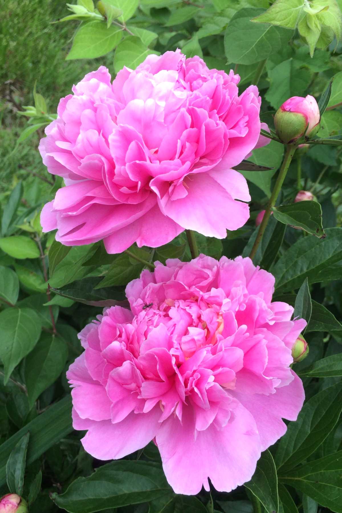 pruning peonies