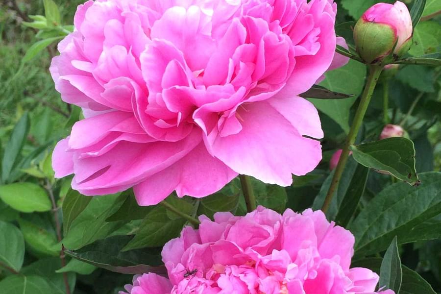 pruning peonies