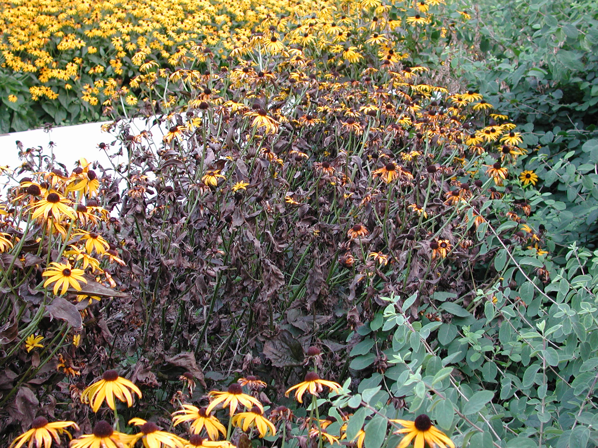 pruning rudbeckia