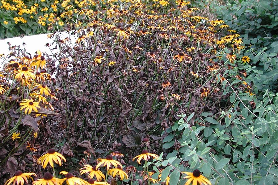 pruning rudbeckia