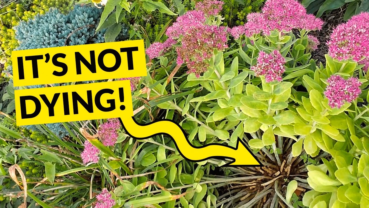 pruning sedum