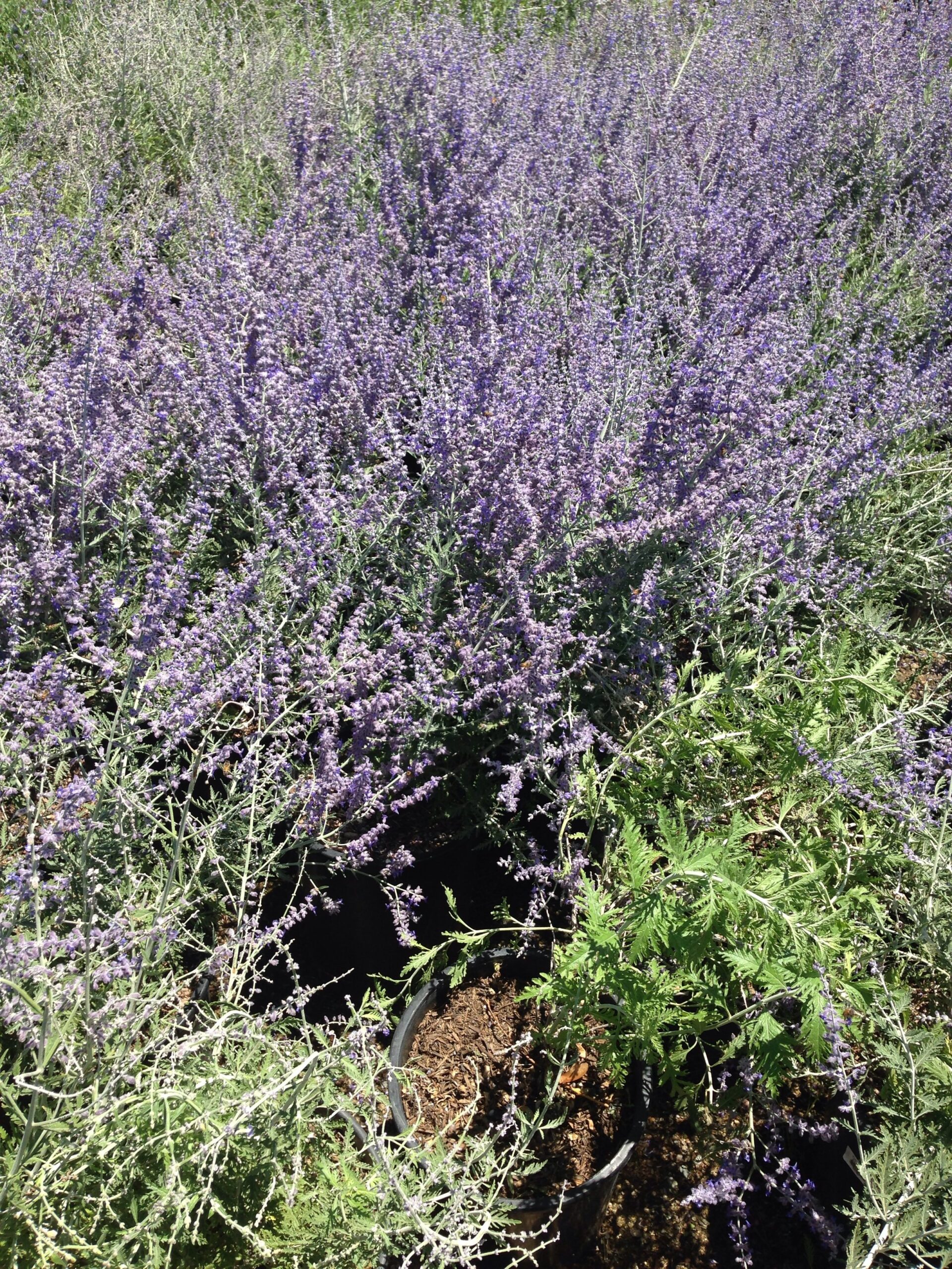 Russian Sage Perovskia flowering