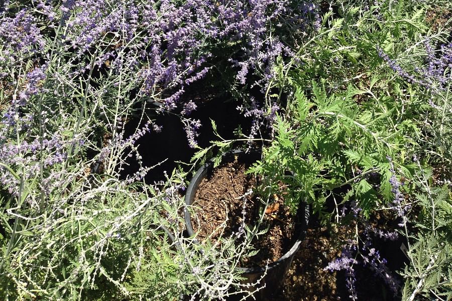 Russian Sage Perovskia flowering