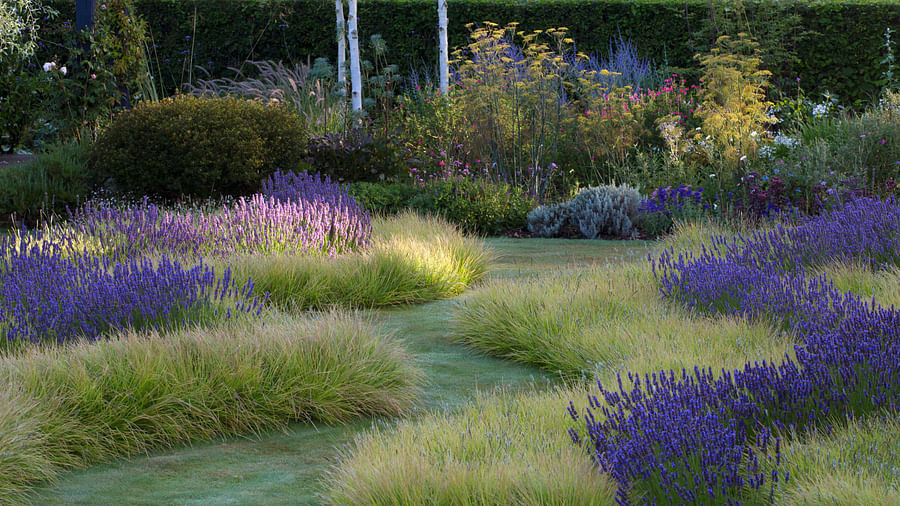 A resilient Lavender plant thriving in dry conditions, attracting pollinators