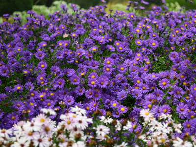 Achieving a Continuous Bloom: Expert Advice on Creating a Colorful, Long-Lasting Perennial Garden