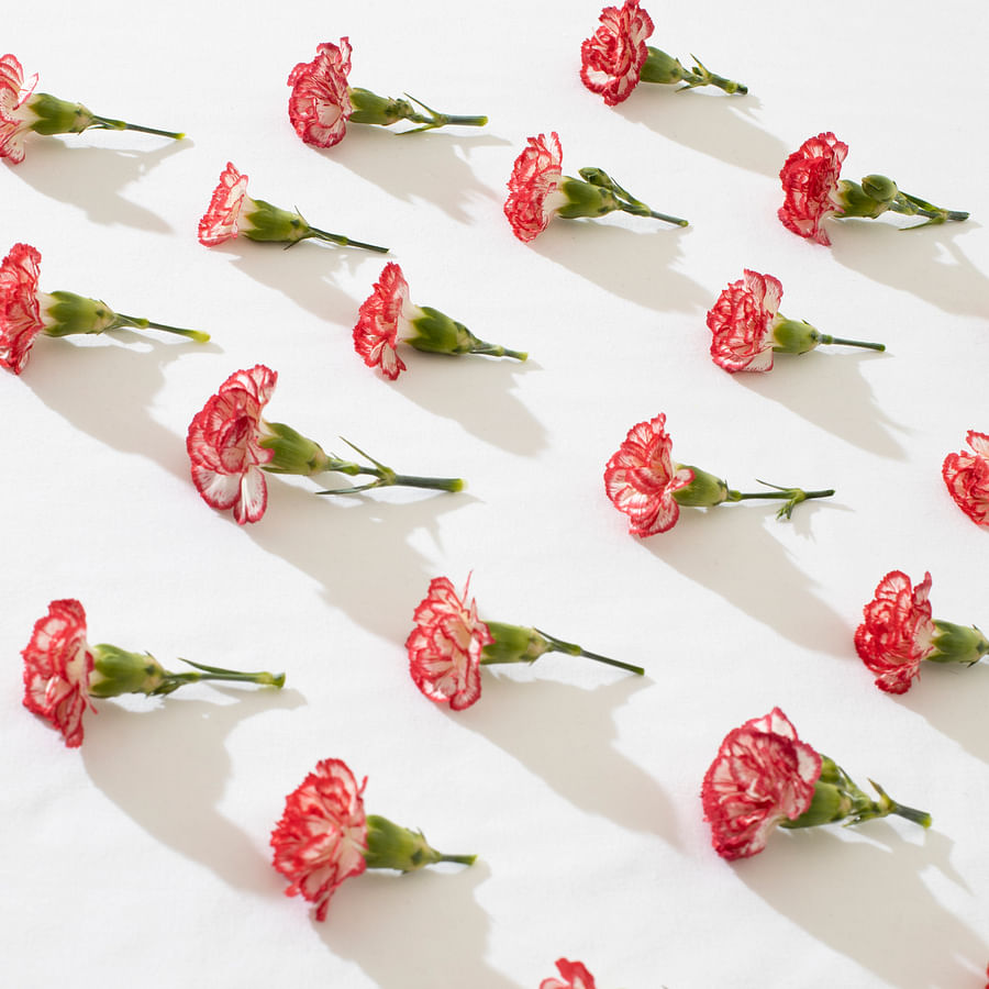 Stunning perennial garden showcasing a variety of flowering plants