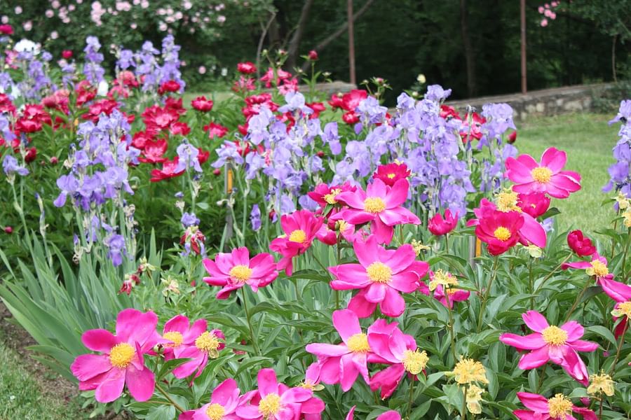 Collage of various perennial plants including Lavender, Coneflowers, Sedum, Russian Sage, Aster, Daylilies, and Peonies