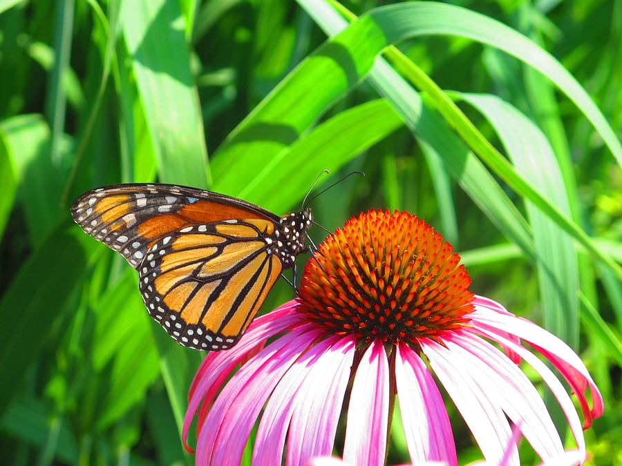Colorful butterflies hovering over a vibrant blooming coneflower in a garden