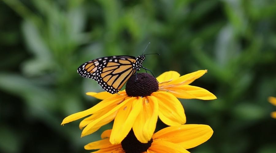 Colorful butterflies resting on vibrant Black-Eyed Susan flowers in a garden