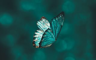 Attract More Butterflies to Your Garden: The Best Perennial Plants for a Butterfly Haven