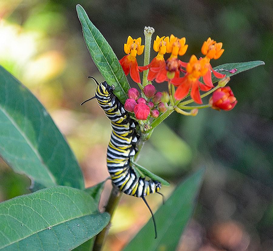 Monarch butterflies feasting on a milkweed plant in a garden