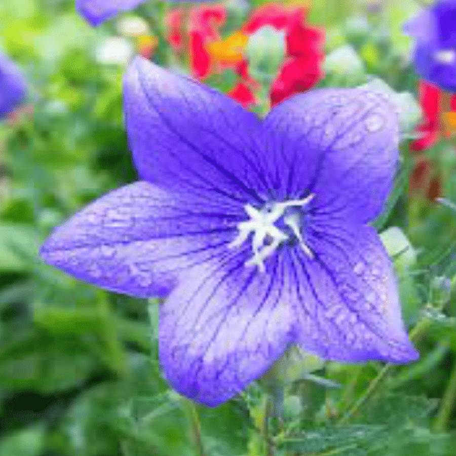 Beautiful garden landscape featuring Balloon Flowers