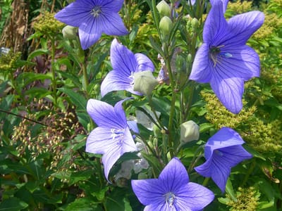 Balloon Flowers: Explore the Beauty and Versatility of this Perennial Favorite