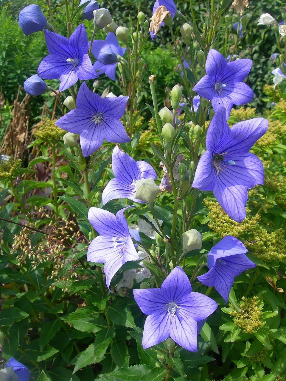 Balloon Flowers: Explore the Beauty and Versatility of this Perennial Favorite