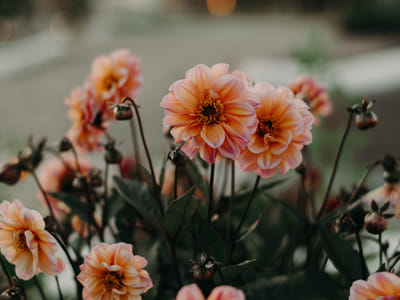 Building a Fall Color Spectacle: The Best Perennials for a Vibrant Autumn Garden