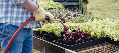 Perennial Plants for Containers