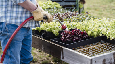 Container Gardening with Perennials: Tips and Tricks for Choosing and Maintaining the Perfect Plants