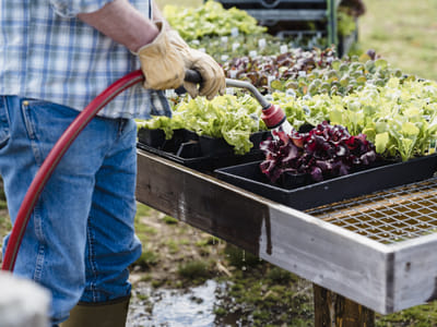 Container Gardening with Perennials: Tips and Tricks for Choosing and Maintaining the Perfect Plants