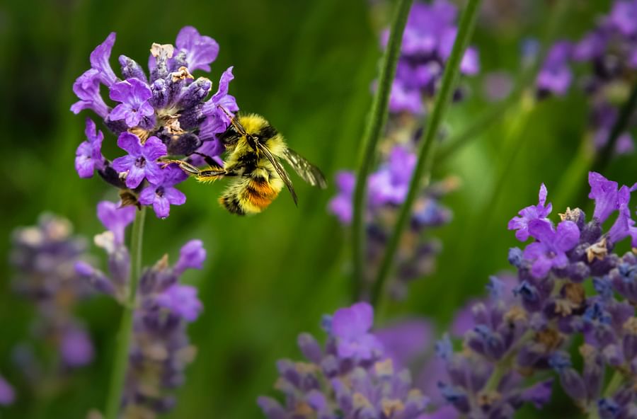 A colorful garden attracting a variety of pollinators