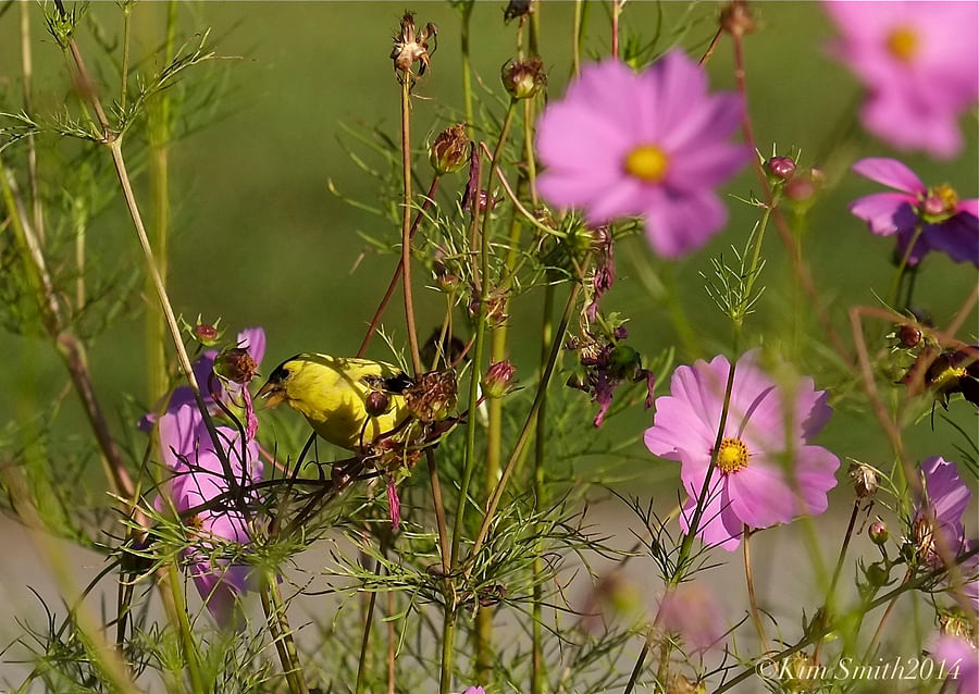 Deadheading flowers in a pollinator garden