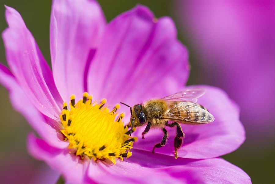 A bee pollinating a flower