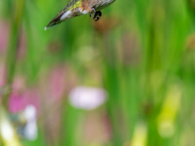 Creating a Pollinator Paradise: The Best Perennials for Attracting Pollinators