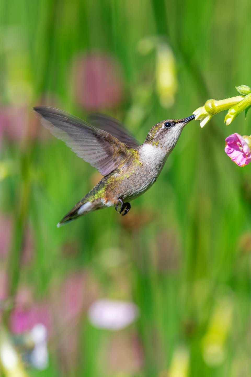 Creating a Pollinator Paradise: The Best Perennials for Attracting Pollinators